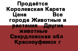 Продаётся!     Королевская Карета › Цена ­ 300 000 - Все города Животные и растения » Другие животные   . Свердловская обл.,Красноуфимск г.